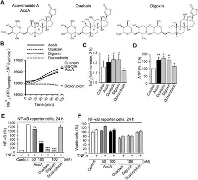 The Cardenolide Glycoside Acovenoside A Interferes with Epidermal Growth Factor Receptor Trafficking in Non-Small Cell Lung Cancer Cells